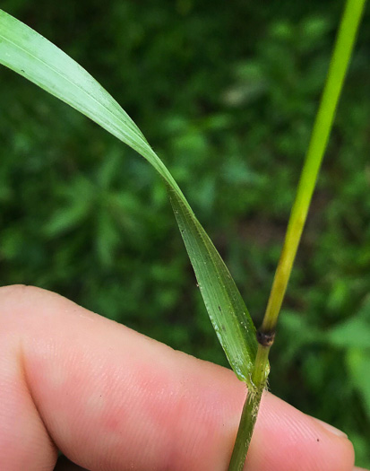 image of Bromus nottowayanus, Satin Brome, Virginia Brome, Nottoway River Brome